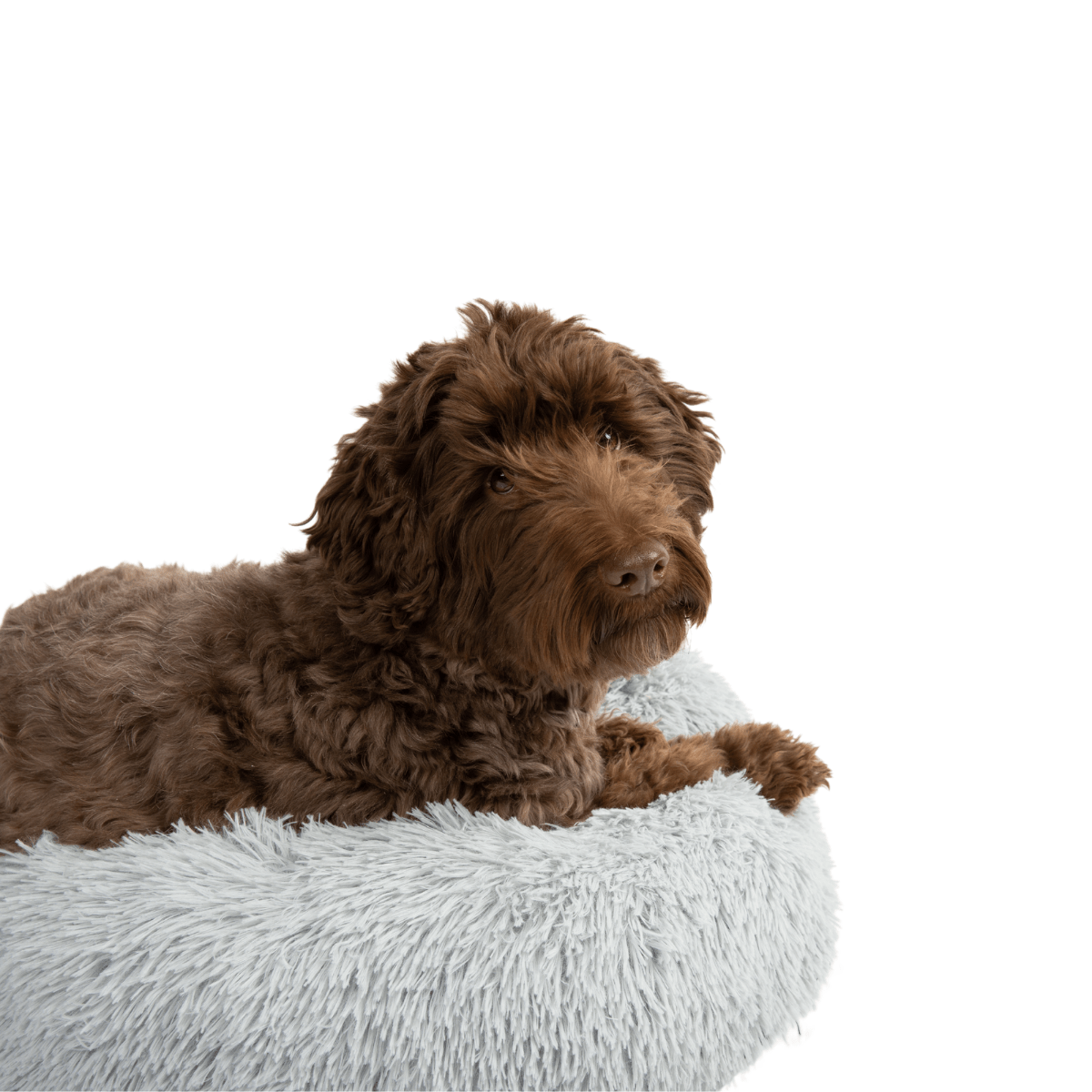 Calming Dog Bed