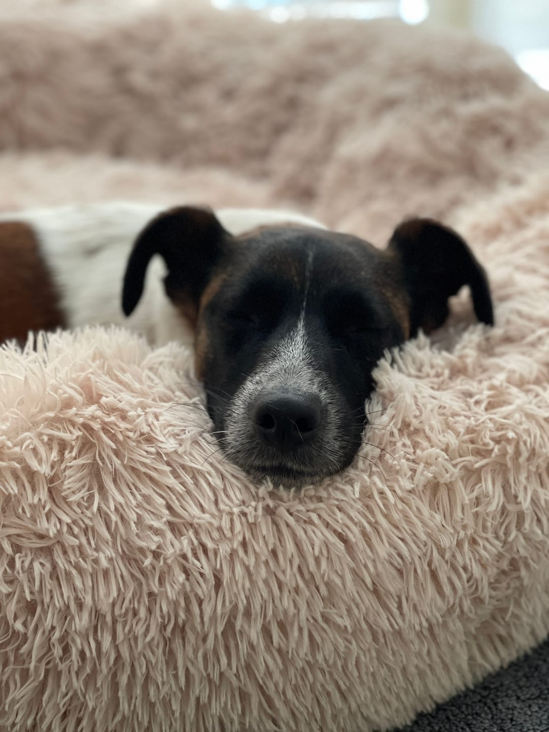 Calming Dog Bed