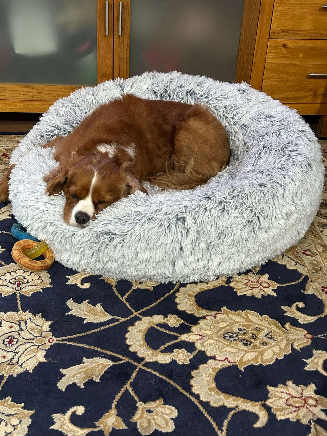 Calming Dog Bed