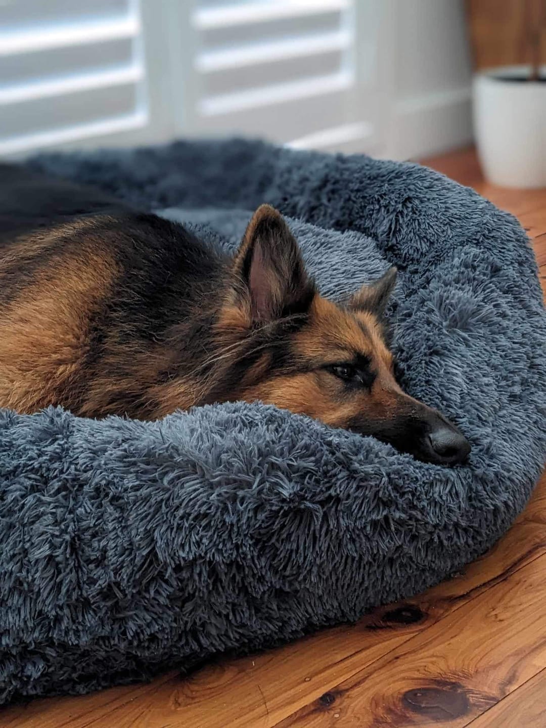 Calming Dog Bed