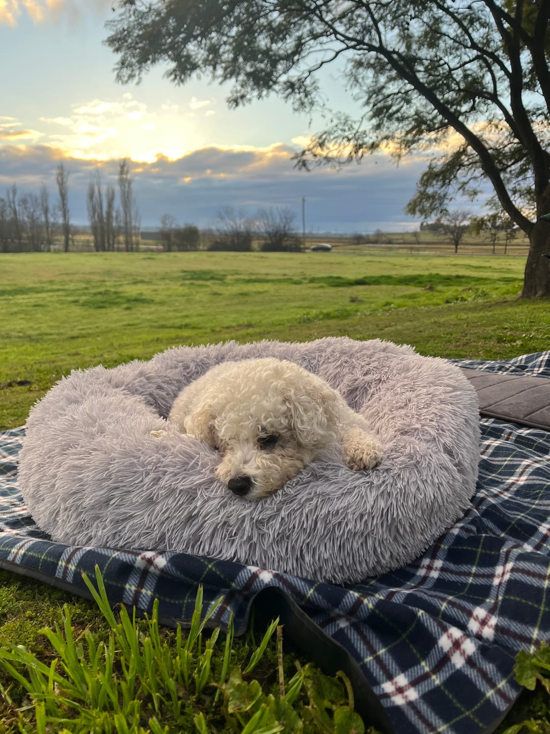 Calming Dog Bed