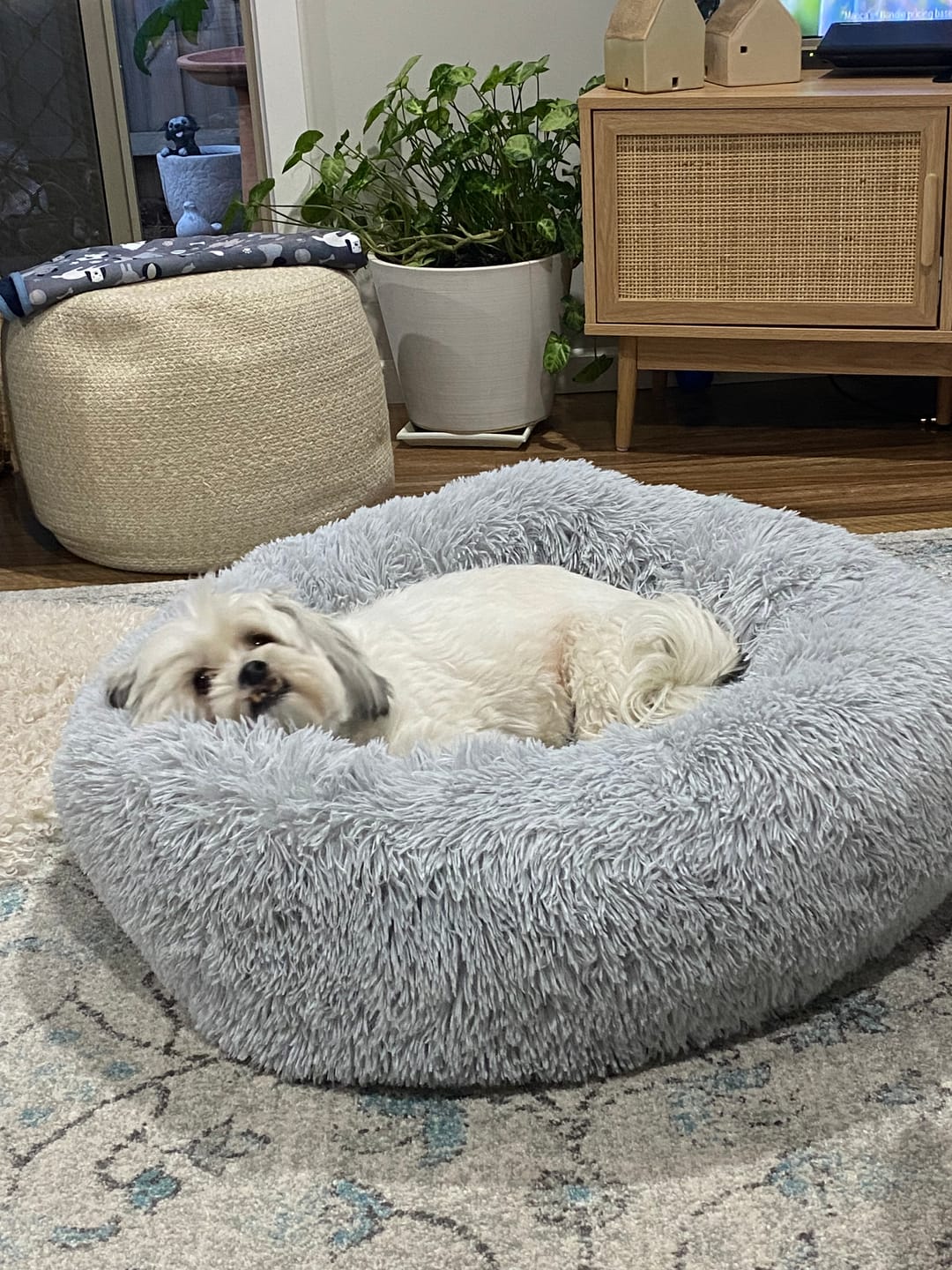 Calming Dog Bed