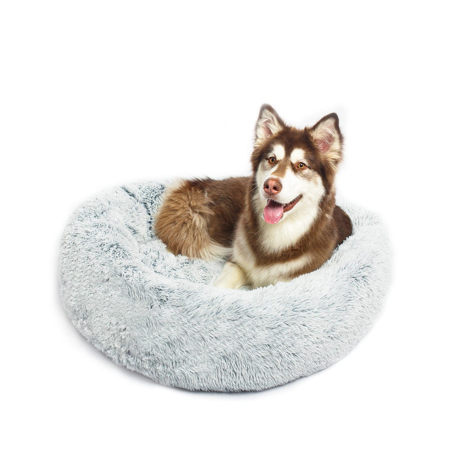 Siberian Husky in calming dog bed gradient light grey colour