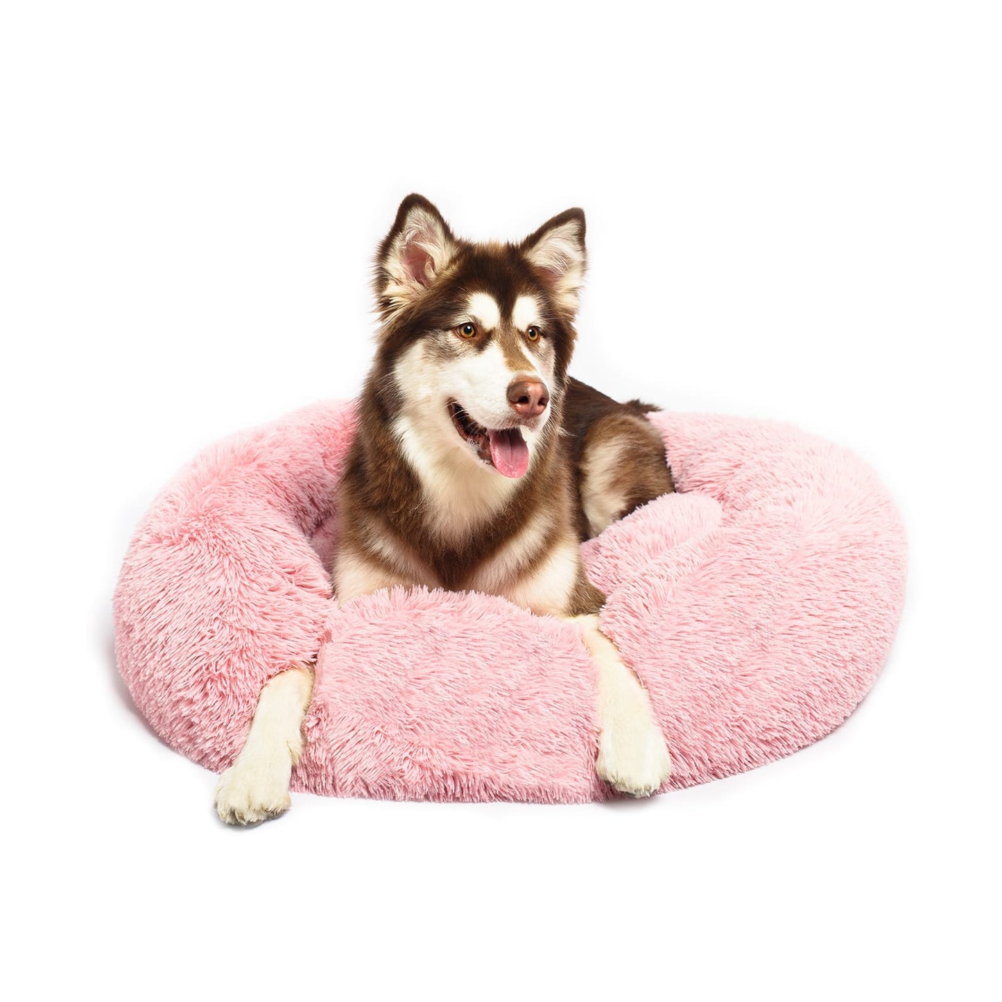 Siberian Husky in calming dog bed pink colour